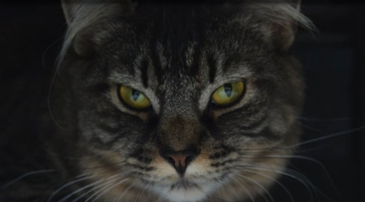 Close-up of a tabby cat's face in low light, yellow-green eyes looking directly ahead.