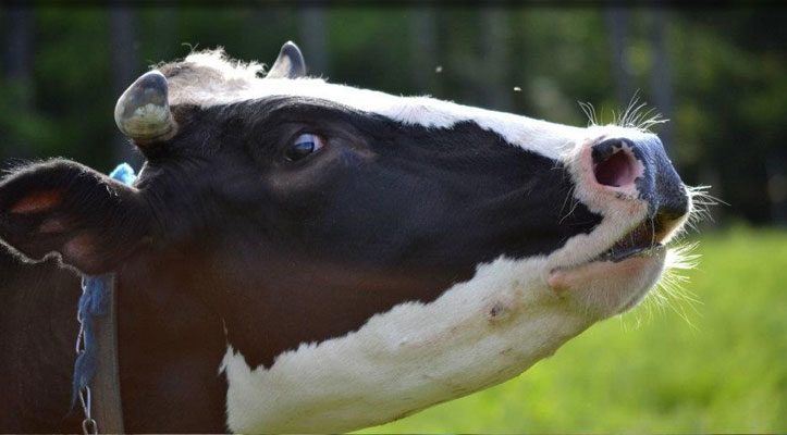 A black and white dairy cow in summer pasture, head raised and mouth open, a second cow just behind her.
