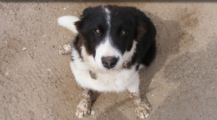 A black and white border collie sitting on gravel, looking straight up at the camera.