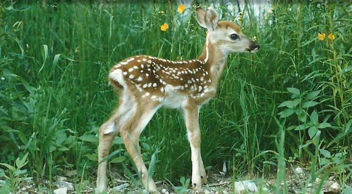 A white-tailed fawn standing in tall summer grass and buttercups, still spotted.